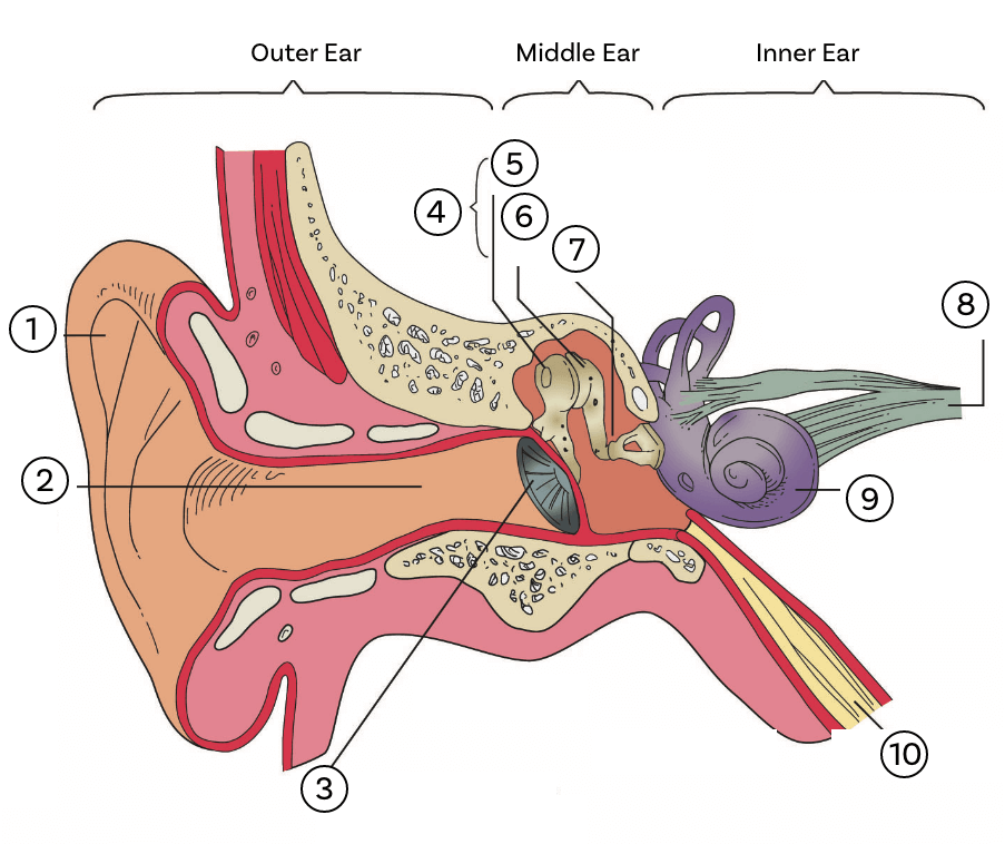 Ear anatomy graphic