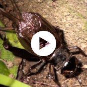 Insect video