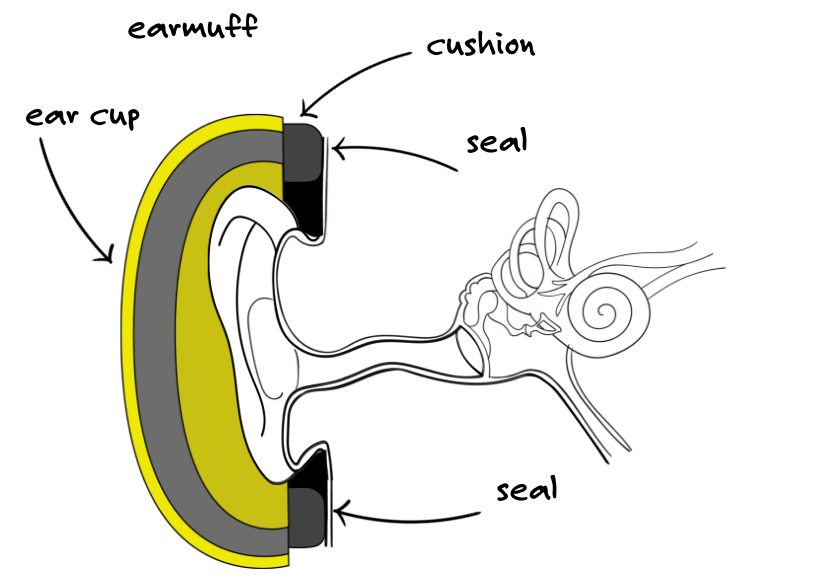 Earmuff cutaway