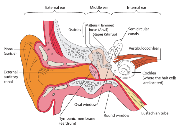 Ear anatomy graph