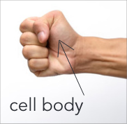 Cell body