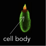 Real cell body